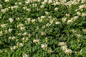Fototapeta premium Closeup of a white and yellow blossoming potato plant in the foreground of large field in the Netherlands. It is early in the morning of a sunny day in the beginning of the summer season