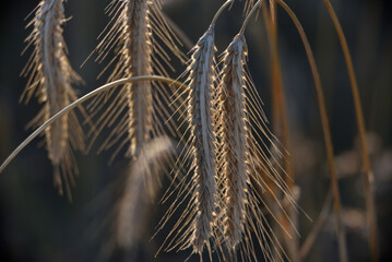 whole grain ears of rye