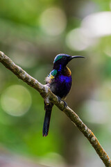 Male Copper-throated sunbird perching on the tree branch.