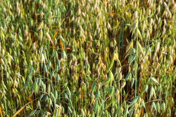 Field of young green Oats. Plantation of oats in the field - crop agricultural industry