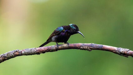 Male Copper-throated sunbird perching on the tree branch.