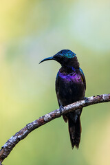 Fototapeta premium Male Copper-throated sunbird perching on the tree branch.