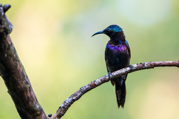 Male Copper-throated sunbird perching on the tree branch.