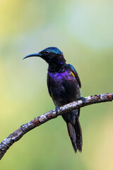 Male Copper-throated sunbird perching on the tree branch.