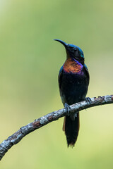Fototapeta premium Male Copper-throated sunbird perching on the tree branch.