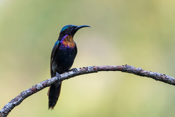 Male Copper-throated sunbird perching on the tree branch.