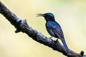 Male Copper-throated sunbird perching on the tree branch.