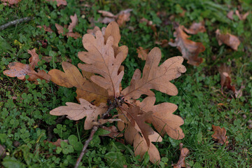 brown autumn leaves of a oak on green grass
