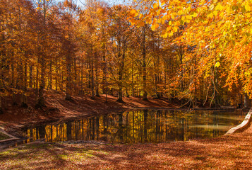 Amazing little lake in the autumn beech forest of Campo dell'Osso Monte Livata in Lazio Italy