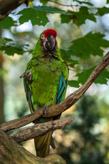 Great green military macaw Ara militaris mexicana.