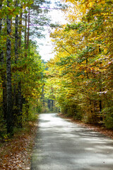 Fototapeta na wymiar Las jesienią - Autumn forest