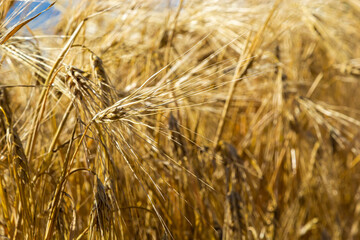 field of golden wheat and blue sky, agricultural field