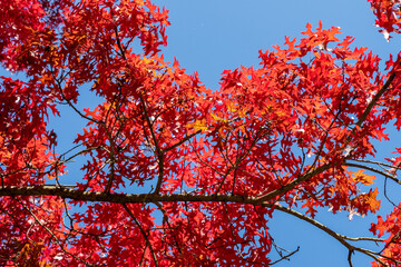 Red colored autumn leaves of the Oak (Quercus palustris)