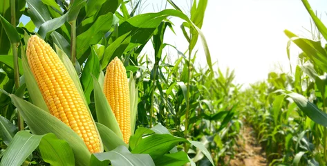Fotobehang Corn cobs in corn plantation field. © Paitoon