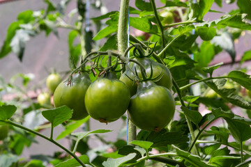 Bunch of organic unripe green tomato in greenhouse. Homegrown, gardening and agriculture consept. Solanum lycopersicum is annual or perennial herb, Solanaceae family. Cover for packaging seeds