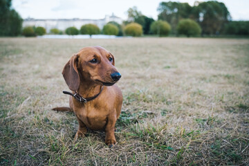 The sad smooth dachshund on the grass on a cloudy day.