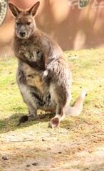 Naklejka premium a kangaroo stands on a meadow