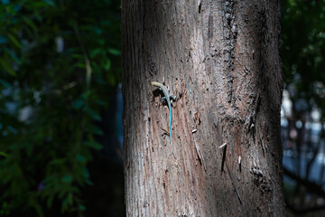Blue tailed skink on a tree trunk backlit by the sun