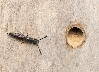 Top view of a sapygidae insect on a wooden background with a nest.