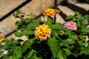 Lantana camara in the garden against the backdrop of a stone staircase
