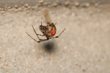 
natural parasteatoda tepidariorum spider macro