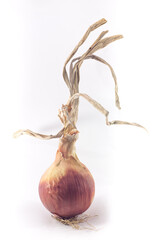 good and succulent freshly picked onion on white background