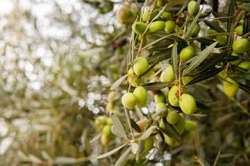 green olives on tree