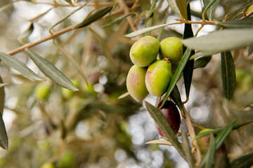 green olives on tree