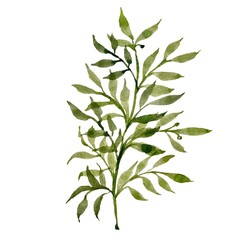 a beauty green branch leaves watercolor illustration