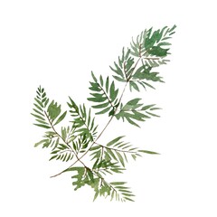Green branch leaves a nice watercolor illustration