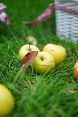 Close-up of ripe red and green apples lying on green grass near a white wicker basket in the autumn garden. Copy space