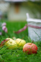 Close-up of ripe red and green apples lying on green grass near a white wicker basket in the autumn garden. Copy space