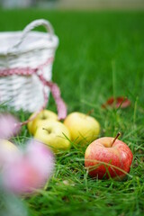 Red ripe apple in foreground lies on green grass near white wicker basket amid green apples in autumn garden. Copy space