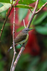 Female Copper-throated sunbird perching on the tree branch.