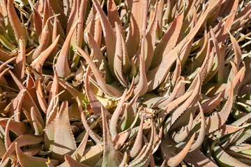 Aloe aristata auf einem Feld 