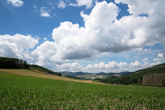 Panoramic image of a corn field against sky