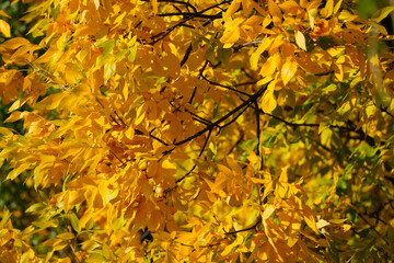 leaves. beautiful color of autumn leaves. daytime photo.