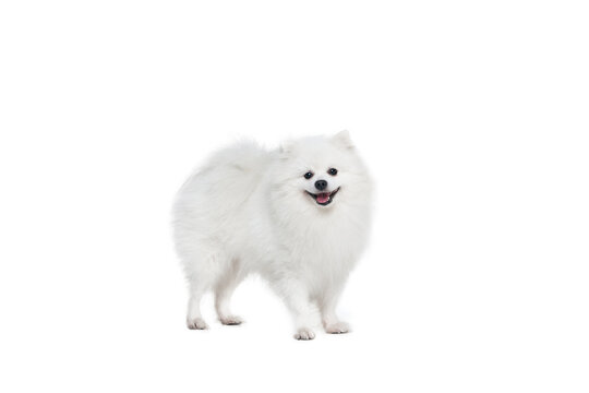 Portrait of beautiful fluffy white pomeranian spitz isolated on white background. Concept of breed domestic animal. health care, vet