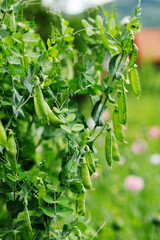 Green bush of green peas, growing vegetables.