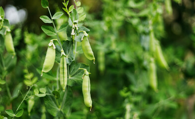 A bush of sweet green peas, ripe pods on a plant.