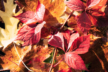 Red and orange autumn leaves background