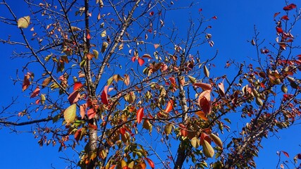 autumn leaves against the blue sky