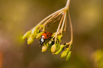 Biedronka  © Magical moments