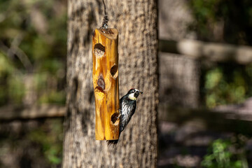 An Acorn Woodpecker in Madera Canyon, Arizona