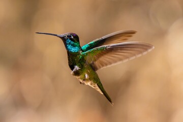 A Rivoli Hummingbird in Madera Canyon, Arizona