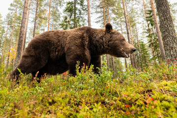 Brown bear passing by in front of the camera deep in the forest