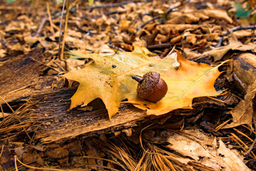 Żołądź  © Magical moments