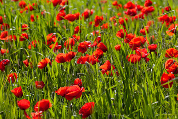Field with blossoming poppies close up