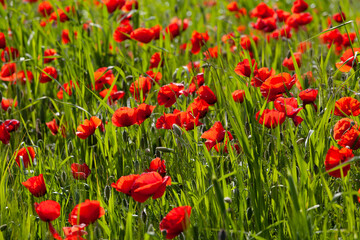 Fototapeta premium Field with blossoming poppies close up