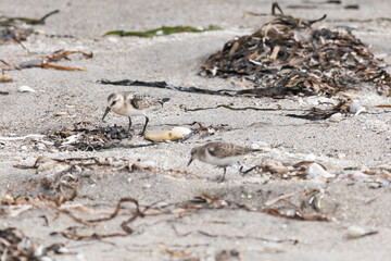 Calidris is looking for insects in the sand among the seaweed. Kunashir Island